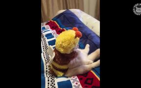 Halloween Pets Video Compilation - Animals - VIDEOTIME.COM