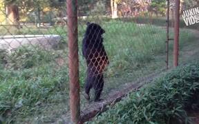 Bear Walks Standing Upright - Animals - VIDEOTIME.COM