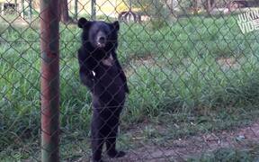 Bear Walks Standing Upright - Animals - VIDEOTIME.COM