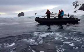 People Witness Whale Up Close During a Cruise - Animals - VIDEOTIME.COM