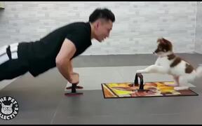 Extreme Pet Workouts