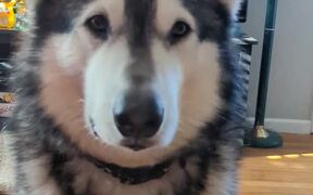 Dog Makes Weird Face After Tasting Pickle