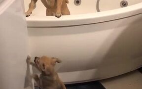 Puppy Struggles to Get Into Bathtub With Other Dog - Animals - VIDEOTIME.COM