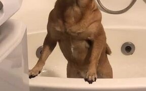 Puppy Struggles to Get Into Bathtub With Other Dog
