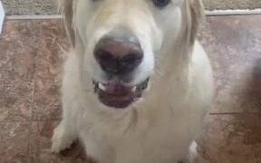 Dog Hugs Another Dog to Apologise - Animals - VIDEOTIME.COM