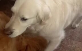 Dog Hugs Another Dog to Apologise