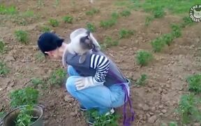 Funny Pet Videos Compilation