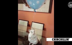 Funny Pet Videos Compilation
