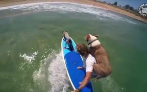 Water Sports Pets Video Compilation - Animals - VIDEOTIME.COM