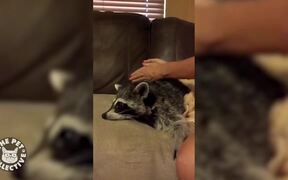Funny Pet Massages