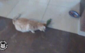 Cat's Cucumber Revenge