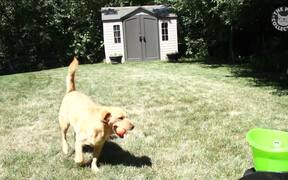 Weekend Dogs Video Compilation - Animals - VIDEOTIME.COM