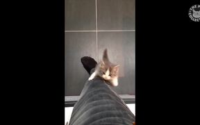 Just Cats Pet Video Compilation
