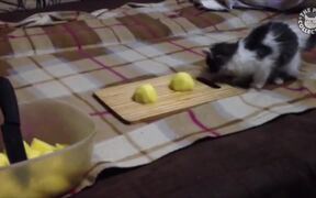 Just Cats Pet Video Compilation - Animals - VIDEOTIME.COM