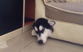Dog Makes Horrible Decision - Animals - VIDEOTIME.COM