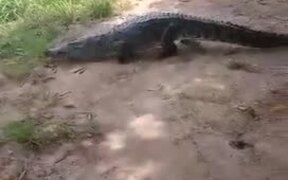 Crocodile Attacks Girl Trying to Pose With It - Animals - VIDEOTIME.COM