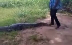 Crocodile Attacks Girl Trying to Pose With It - Animals - VIDEOTIME.COM