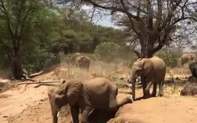 Elephant Falls Sideways - Animals - VIDEOTIME.COM