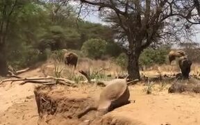 Elephant Falls Sideways - Animals - VIDEOTIME.COM