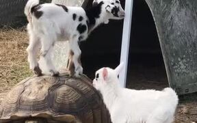 Playful Baby Goats Climb on Tortoise's Shell - Animals - VIDEOTIME.COM
