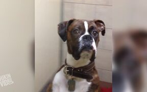 Boxer Dog Gives Some Serious Side Eye - Animals - VIDEOTIME.COM