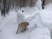 Dogs Play Obstacle Course Made of Snow - Animals - Y8.COM