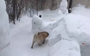 Dogs Play Obstacle Course Made of Snow - Animals - VIDEOTIME.COM