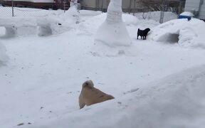 Dogs Play Obstacle Course Made of Snow