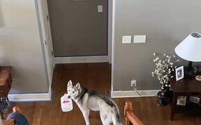 Dog Gets Caught While Stealing Empty Milk Carton - Animals - VIDEOTIME.COM