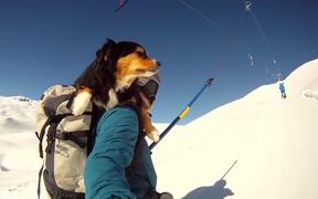 Dog Goes Skiing