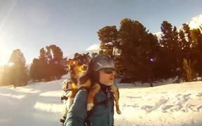 Dog Goes Skiing - Animals - VIDEOTIME.COM