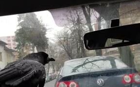 Crow Pretends Talking to Owner in Car