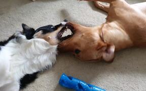Two Dogs Play Fight Over Toy While Lying on Floor