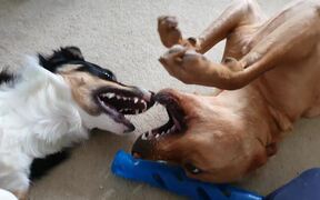 Two Dogs Play Fight Over Toy While Lying on Floor - Animals - VIDEOTIME.COM