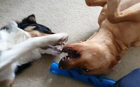 Two Dogs Play Fight Over Toy While Lying on Floor