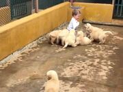 Toddler Gleefully Rolls with a Bunch of Puppies