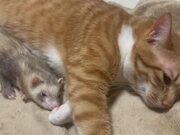 Cats And Ferret Nap Together - Animals - Y8.COM