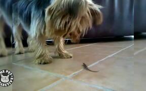 Dog vs Lizard: First Encounter