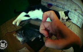 Mega Meows Compilation - Animals - VIDEOTIME.COM