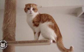 Mega Meows Compilation - Animals - VIDEOTIME.COM