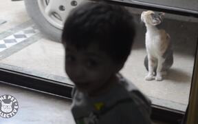 Kitten and Toddler Talk - So Cute - Animals - VIDEOTIME.COM
