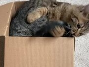 Cats Play Fight In Box
