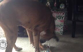 Most Hilarious Holiday Pet Moments - Animals - VIDEOTIME.COM