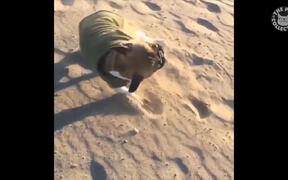 Amazing Slow Motion Pets Video Compilation - Animals - VIDEOTIME.COM