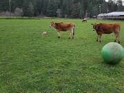 Herd of Cows Play With Ball