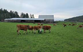 Herd of Cows Play With Ball - Animals - VIDEOTIME.COM