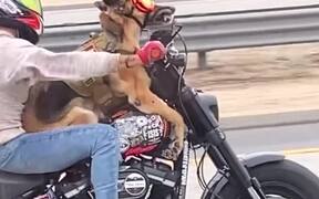 Dog Enjoys Bike Ride With Owner - Animals - VIDEOTIME.COM