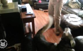 Chatty Husky Talks Back - Animals - VIDEOTIME.COM