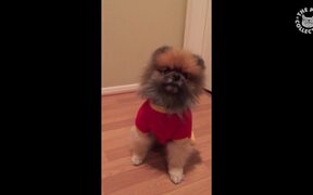 10 Cool Dog Tricks - Animals - VIDEOTIME.COM
