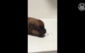 Puppy Videos Compilation